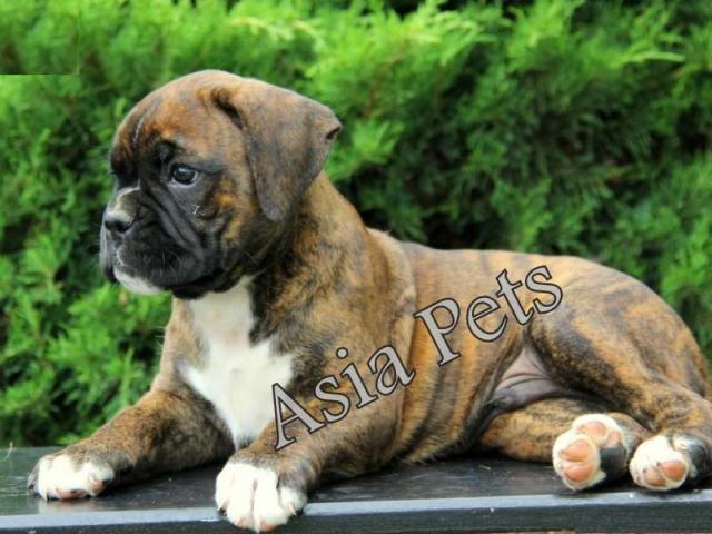 Boxer puppy price in hyderabad, Boxer puppy for sale in