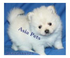 Pomeranian puppy price in hyderabad, Pomeranian puppy for sale in hyderabad