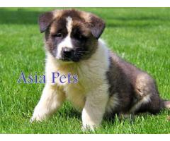 Akita puppy price in indore, Akita puppy for sale in indore