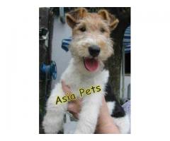 Fox Terrier puppy price in indore, Fox Terrier puppy for sale in indore