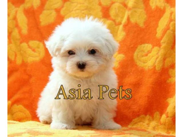 Maltese puppy price in indore, Maltese puppy for sale in indore