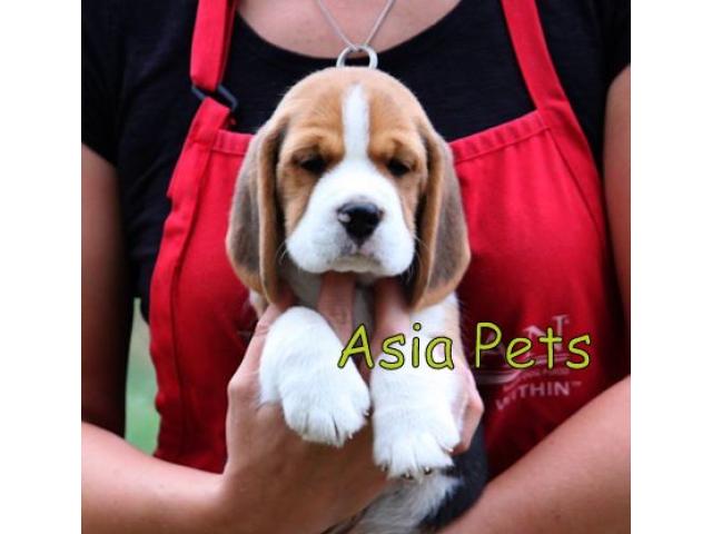 Beagle puppy price in jaipur , Beagle puppy for sale in jaipur