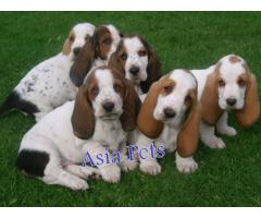 Basset hound puppy price in jaipur , Basset hound puppy for sale in jaipur