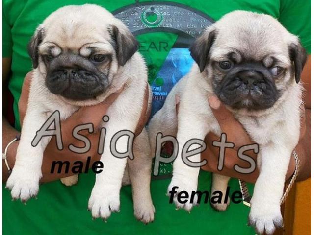 Pug puppy price in ranchi, Pug puppy for sale in ranchi