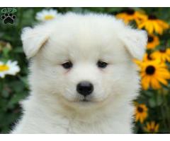 Samoyed puppy price in ranchi, Samoyed puppy for sale in ranchi