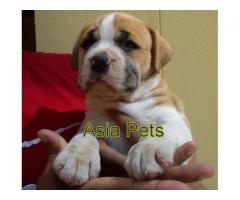 Pitbull puppy price in jodhpur, Pitbull puppy for sale in jodhpur