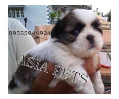 Shih tzu puppy price in jodhpur, Shih tzu puppy for sale in jodhpur