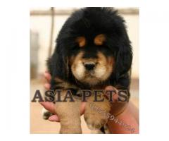 Tibetan mastiff puppy price in jodhpur, Tibetan mastiff puppy for sale in jodhpur