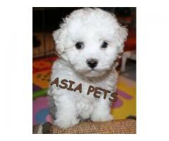 Bichon frise puppy price in kanpur, Bichon frise puppy for sale in kanpur