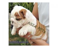 Bulldog puppy price in mumbai, Bulldog puppy for sale in mumbai