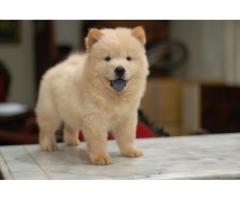 Chow chow puppy price in nagpur, Chow chow puppy for sale in nagpur