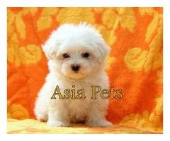 Maltese puppy price in nagpur, Maltese puppy for sale in nagpur