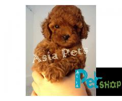 Poodle puppy price in Mysore, Poodle puppy for sale in Mysore