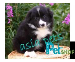 Collie puppy price in Nagpur, Collie puppy for sale in Nagpur