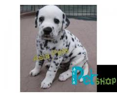 Dalmatian puppy price in Nagpur, Dalmatian puppy for sale in Nagpur