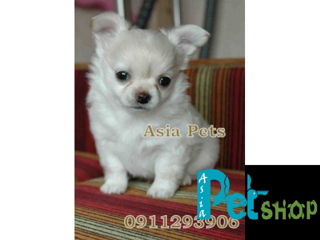 Chihuahua puppy price in Nashik, Chihuahua puppy for sale in Nashik