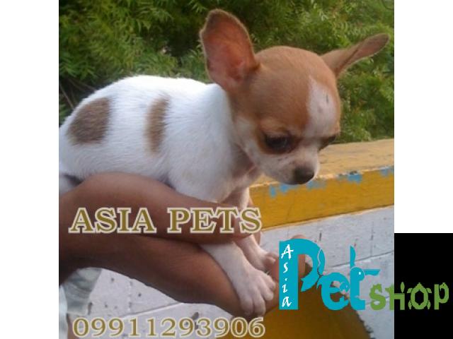 Chihuahua puppy price in Nashik, Chihuahua puppy for sale in Nashik