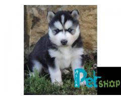 Siberian husky puppy price in Nashik, Siberian husky puppy for sale in Nashik