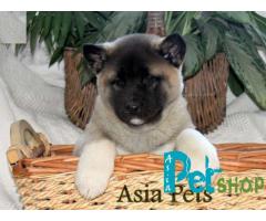 Akita puppy price in nagpur, Akita puppy for sale in nagpur