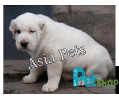 Alabai puppy price in Nagpur, Alabai puppy for sale in Nagpur