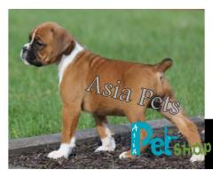 Boxer puppy price in Nagpur, Boxer puppy for sale in Nagpur