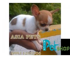 Chihuahua puppy price in Nagpur, Chihuahua puppy for sale in Nagpur