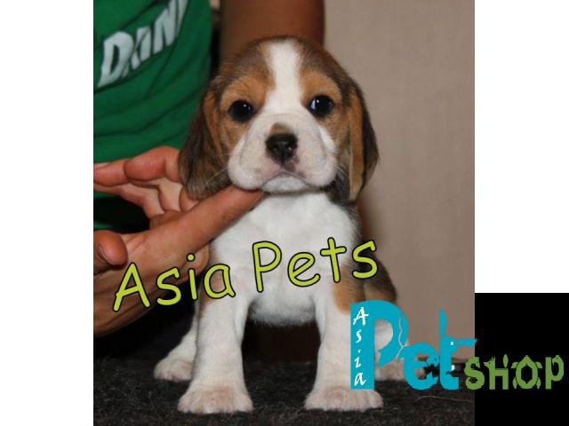 Beagle puppy price in patna, Beagle puppy for sale in patna