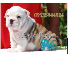 Bulldog puppy price in patna, Bulldog puppy for sale in patna