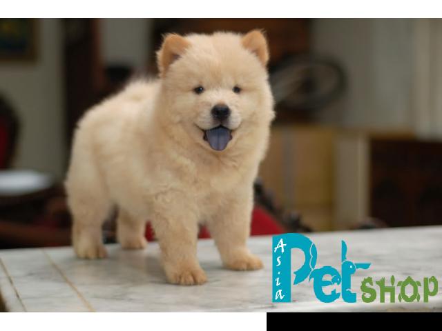 Chow chow puppy price in Pune, Chow chow puppy for sale in Pune