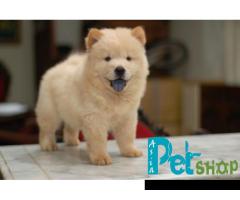 Chow chow puppy price in Pune, Chow chow puppy for sale in Pune