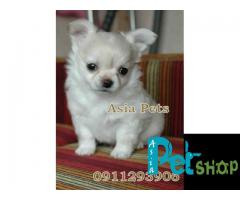 Chihuahua puppy price in patna, Chihuahua puppy for sale in patna