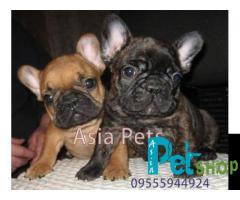 French Bulldog puppy price in Pune, French Bulldog puppy for sale in Pune