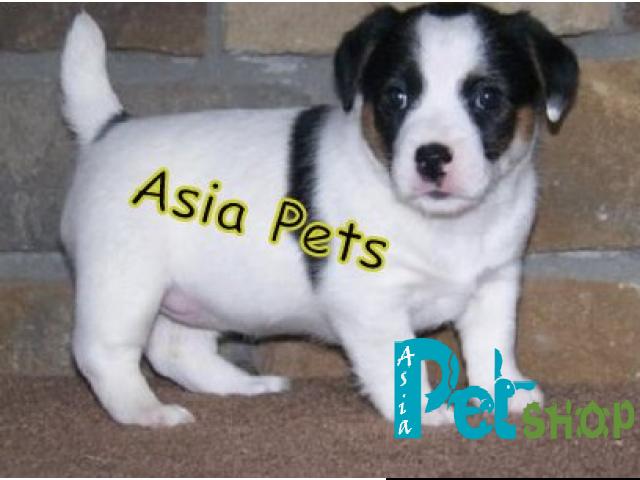 Jack russell terrier puppy price in Pune, jack russell terrier puppy for sale in Pune