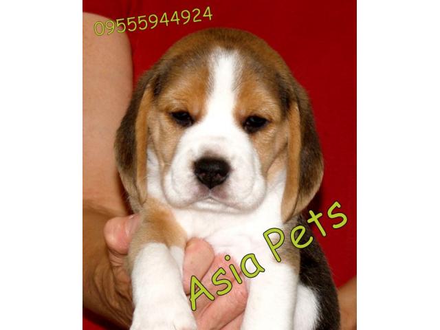 Beagle puppies  price in  agra,Beagle puppies  for sale in  agra