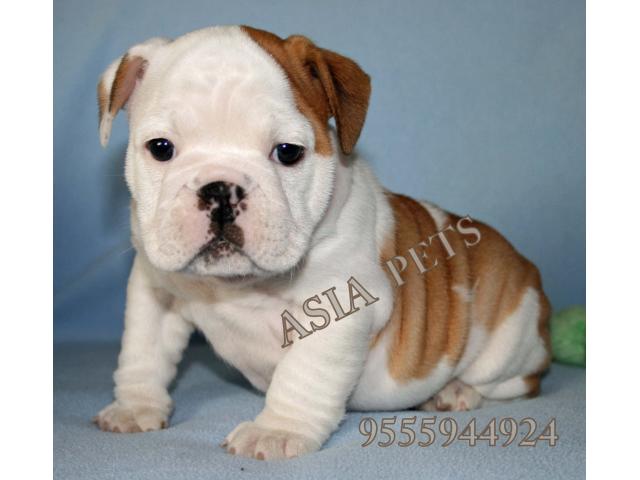 Bulldog puppies  price in  agra,Bulldog puppies  for sale in  agra