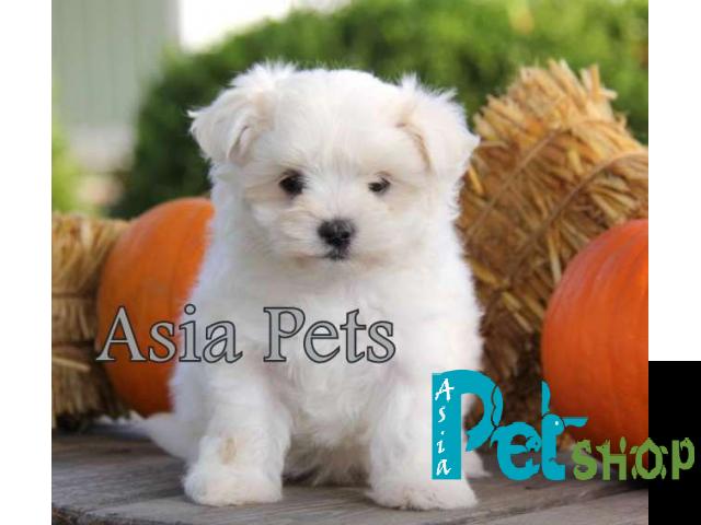 Maltese puppy price in Pune, Maltese puppy for sale in Pune
