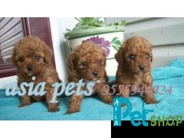 Poodle puppy price in Pune, Poodle puppy for sale in Pune