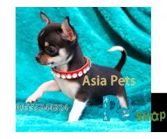 Chihuahua puppy price in Rajkot, Chihuahua puppy for sale in Rajkot