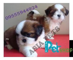Shih tzu puppy price in Rajkot, Shih tzu puppy for sale in Rajkot