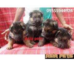 German shepherd puppies for sale in delhi | German shepherd pup for sale in delhi