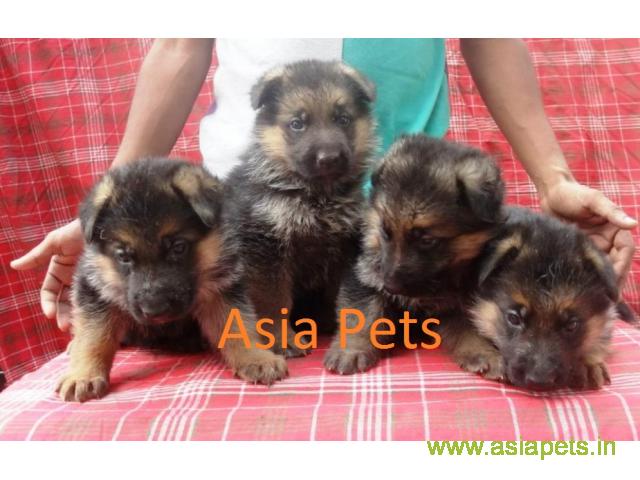German Shepherd dogs for sale Delhi, German Shepherd dogs price in Delhi