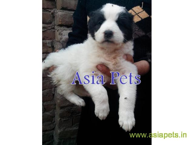 Alabai puppy price in Surat, Alabai puppy for sale in Surat