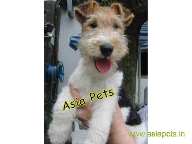 Fox Terrier puppy price in patna, Fox Terrier puppy for sale in patna