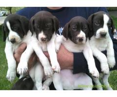 Pointer pups price in vizan, Pointer pups for sale in vizan