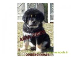 Tibetan mastiff puppy price in thane, Tibetan mastiff puppy for sale in thane