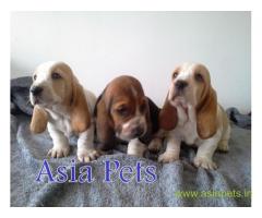 Basset hound puppy price in surat, Basset hound puppy for sale in surat