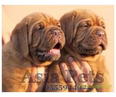 French Mastiff pups price in surat, French Mastiff pups for sale in surat