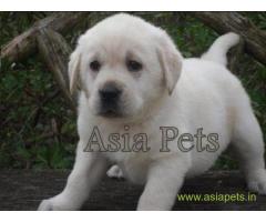 Labrador pups price in Secunderabad, Labrador pups for sale in Secunderabad
