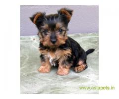 Silky Terrier (Australian) Price In India | Silky Terrier (Australian) Puppy For Sale In India