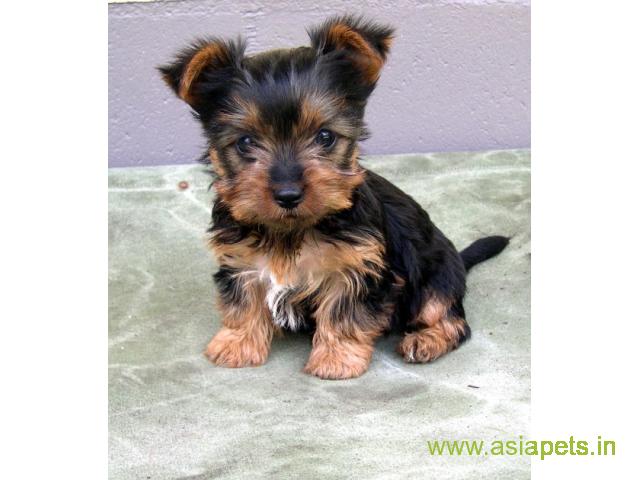 Silky Terrier (Australian) Price In India | Silky Terrier (Australian) Puppies For Sale In India